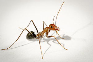 photo of ant