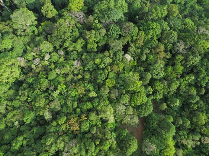 conservation_drone_cambodia_forest