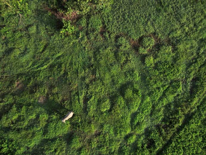 conservation_drone_elephant_detection