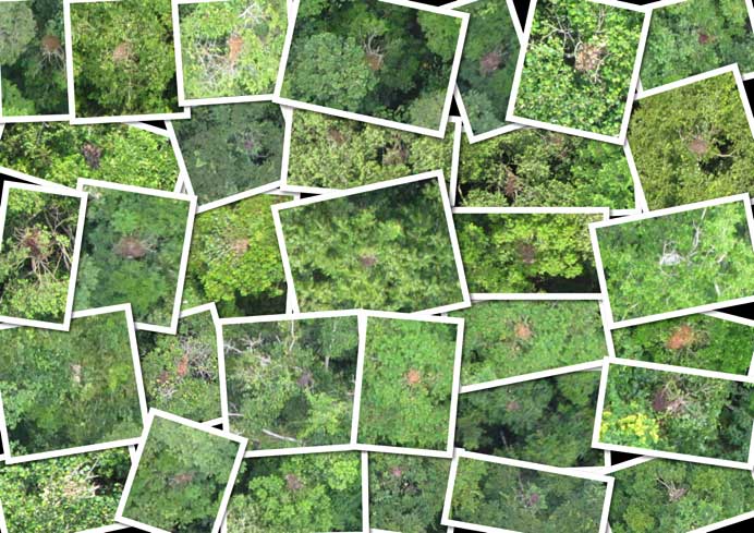 conservation_drone_orangutan_nests