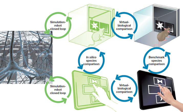 Neurorobotics_Human_Brain_Project