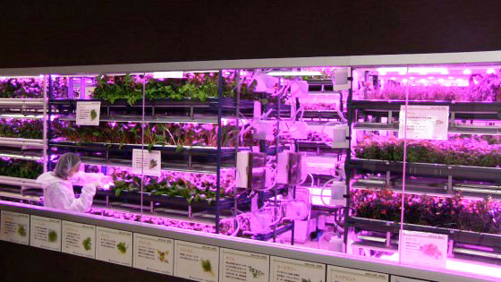 Urban Vegetable Garden System With Led Lighting Robohub
