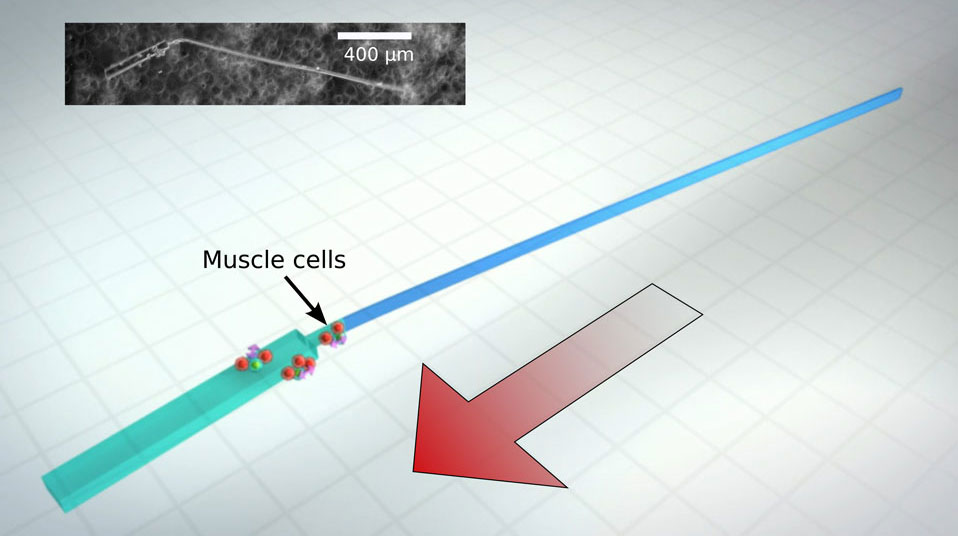 bio-hybrid_machine_Taher_Saif