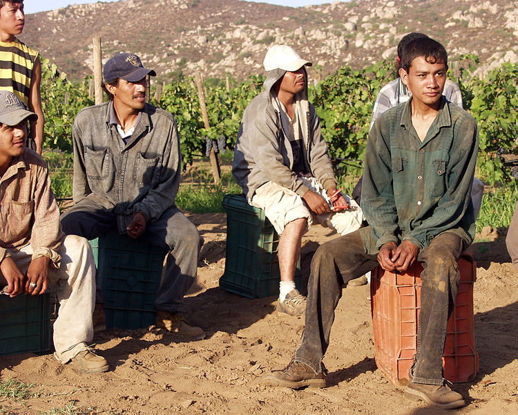 Grape_Field_Workers_Farming_agriculture