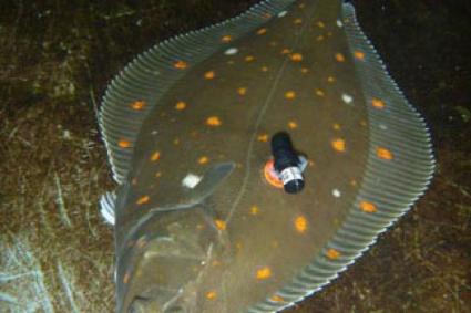 Tagged Plaice. Source: National Oceanography Centre (NOC).