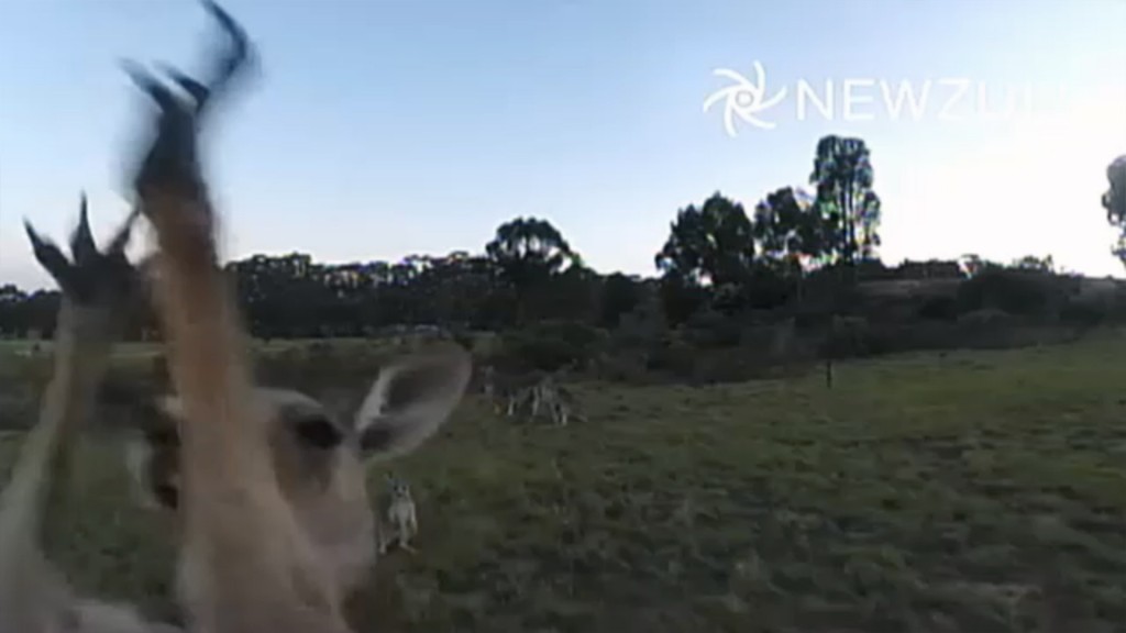 A kangaroo brought down a drone last week in the latest case of a hobbyist who flew too close to animals. Credit: Video Still