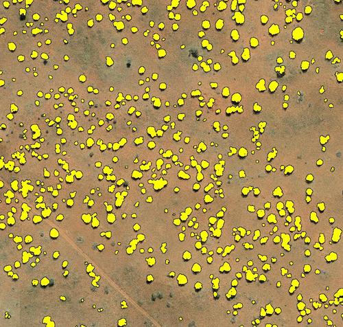 Yellow shapes correspond to pixels of the “Tree” class that were merged to create a vector layer storing the trees. We ensured that isolated (wrongly classified) pixels were deleted.