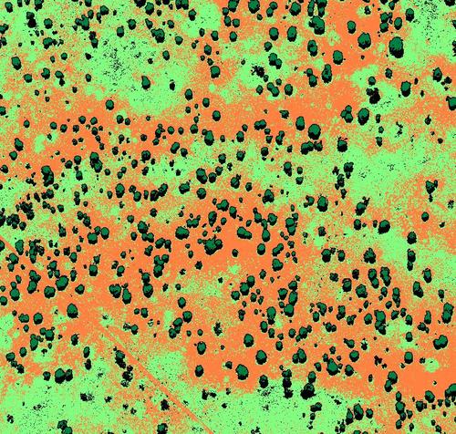 Classification of each pixel in 4 land cover classes: orange = bare soil / light green = grass / dark green = trees / black = shadows.