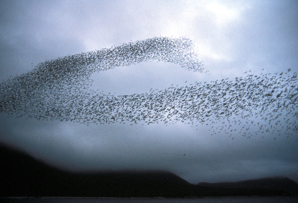 "Auklet flock Shumagins 1986" by D. Dibenski -Wikimedia 