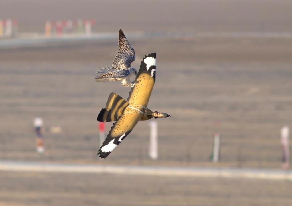 WingBeat, a falconry company in Britain, built “Robera,” a foam drone to help train their birds. (Credit: WingBeat)