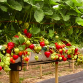 Modern strawberry trestles. Source: The Shadow Robot Company