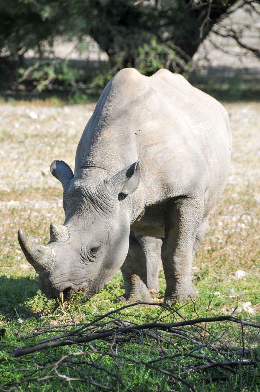Drone_Adventures_Rhino
