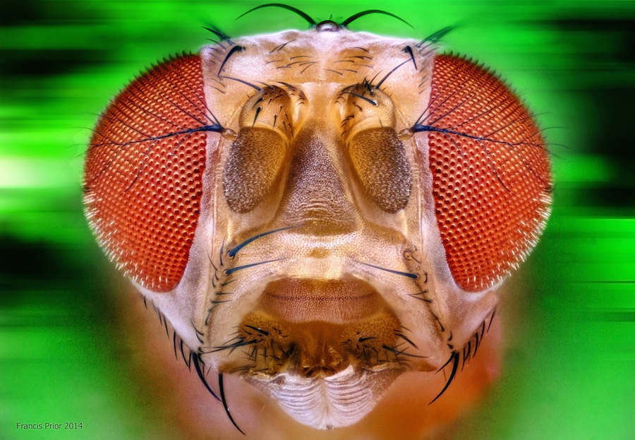 Fruit Fly - drosophila melanogaster. Source: Francis Prior/flickr