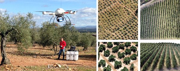 Researchers programmed drones to recognise weeds outside normal crop patterns. Image courtesy of TOAS