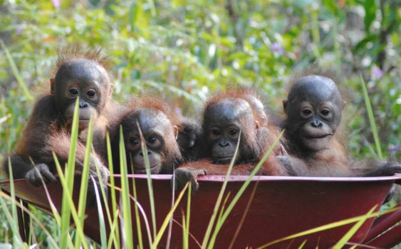 babies-rescued-by-our-borneo-rescue-centre-2014-copy