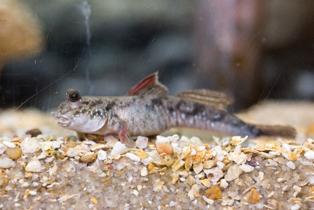 Researchers study the motion of mudskippers to understand how early terrestrial animals might have moved about on mud and sand. This animal was photographed at the Georgia Aquarium in Atlanta. Credit: Rob Felt, Georgia Tech