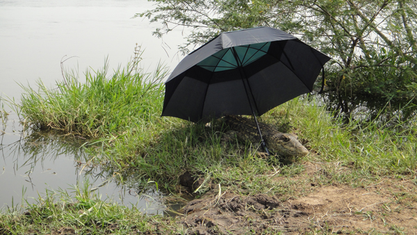 Spy Croc keeps cool under the umbrella (photo: Kamilo Melo)