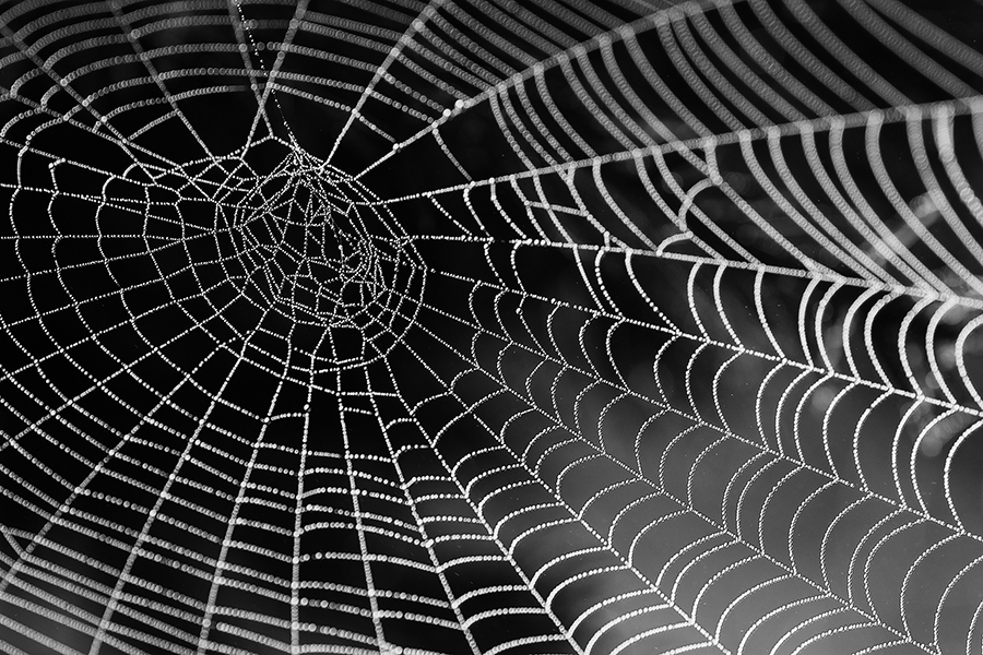 Spider webs as computers | Robohub