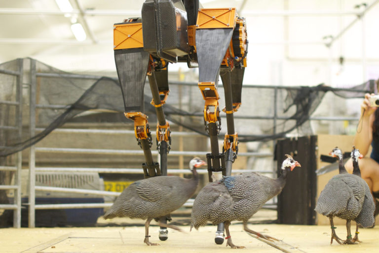 Learning about Legged Locomotion from Birds - Robohub