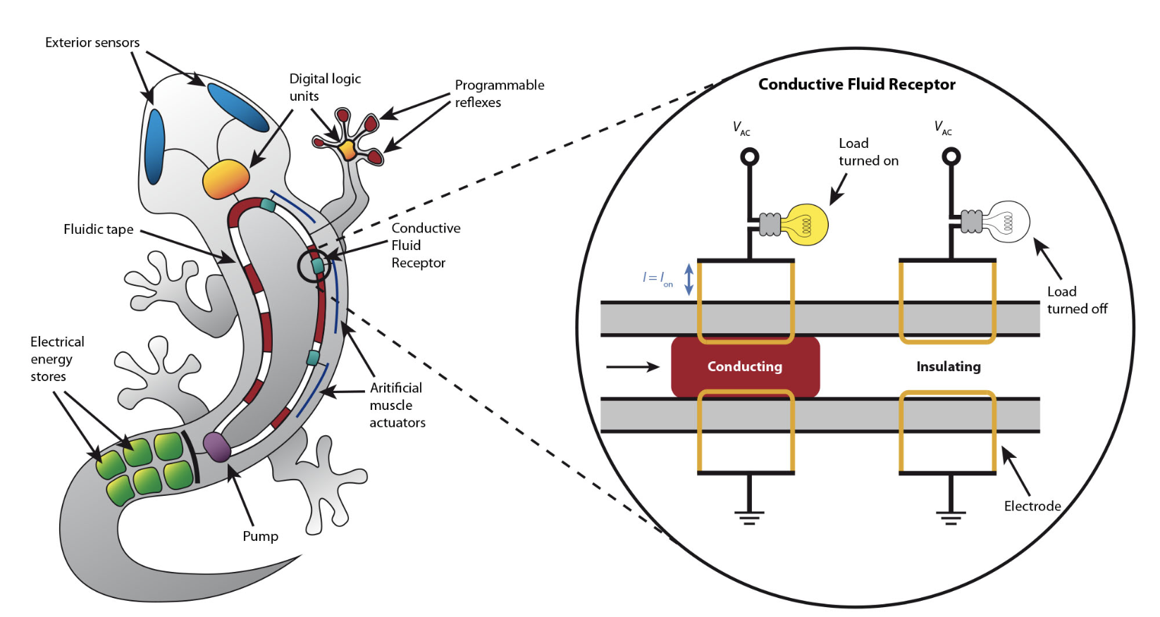 A system for designing and training intelligent soft robots