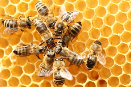 Bees’ ‘waggle dance’ could revolutionize how robots speak to one another in catastrophe zones
