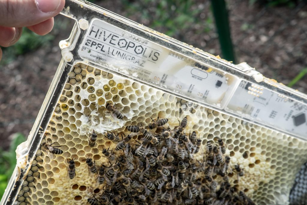 Zuri Silicone Mold - Busy Bee