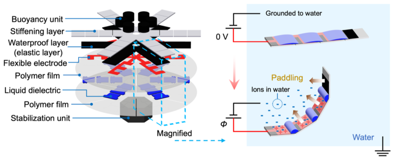 Fish Fins Are Teaching Us the Secret to Flexible Robots and New