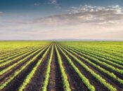 Robotic Weeding and Harvesting