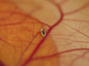 Micro and Nano Robotics